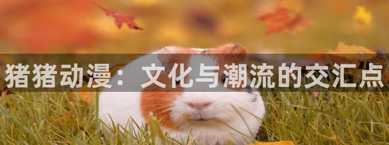 囧次元官方下载最新版