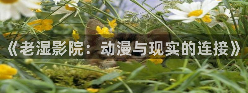 囧次元最新版下载