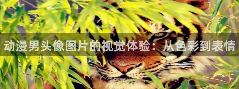 囧次元纯净版正版官网入口