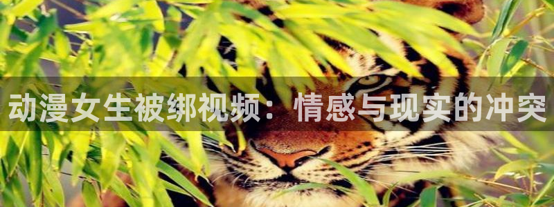 囧次元最新版官网下载